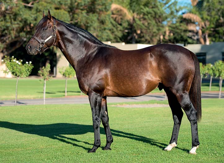 canford cliffs stallion