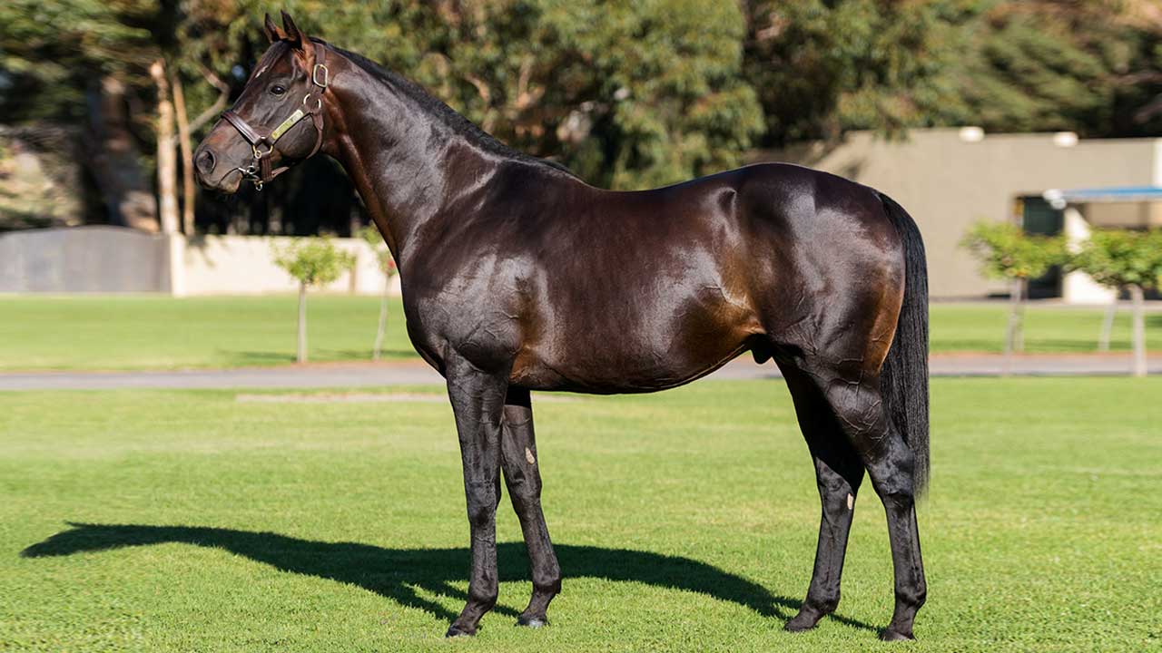 potala palace stallion video