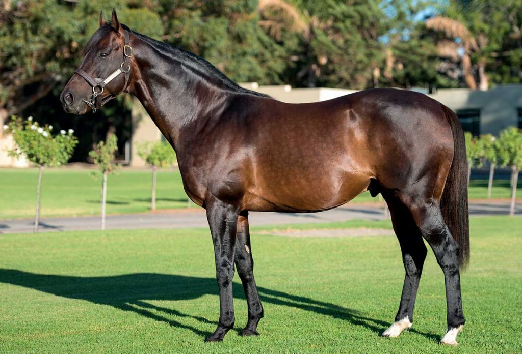 canford cliffs stallion